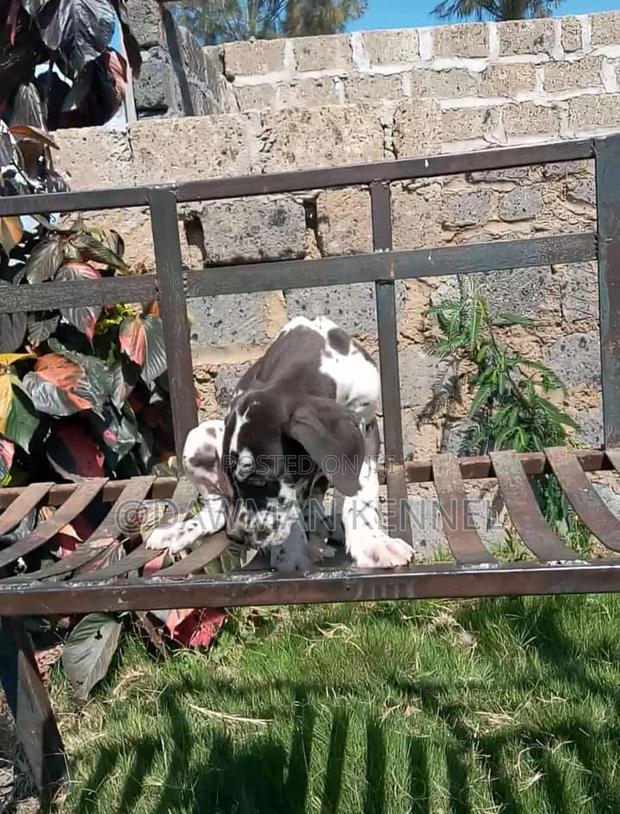 1-3 months Male Purebred Great Dane - main view