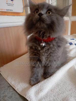 1-3 months Male Purebred Persian - thumbnail 2