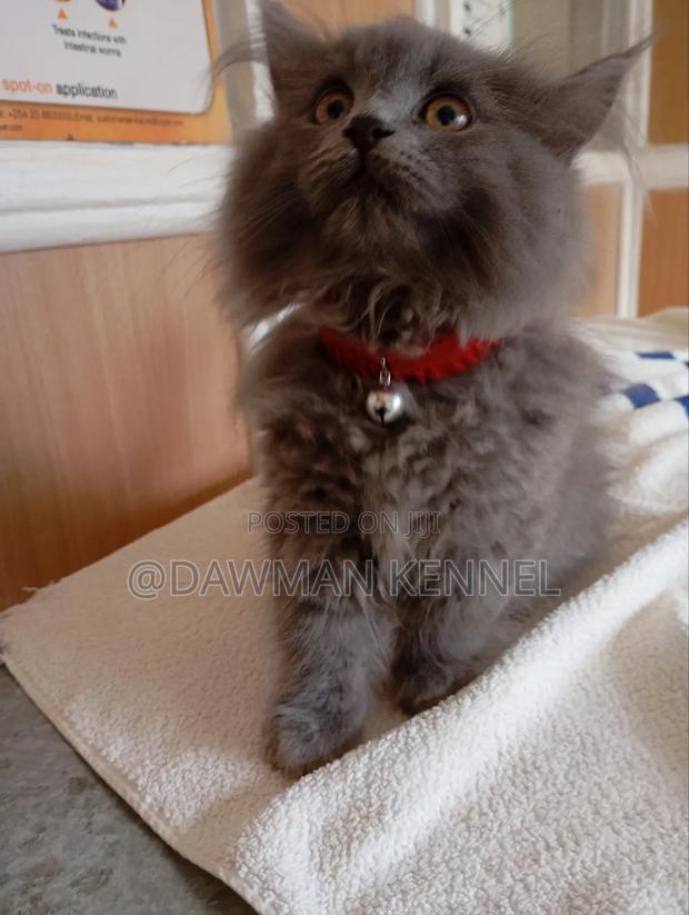 1-3 months Male Purebred Persian - main view