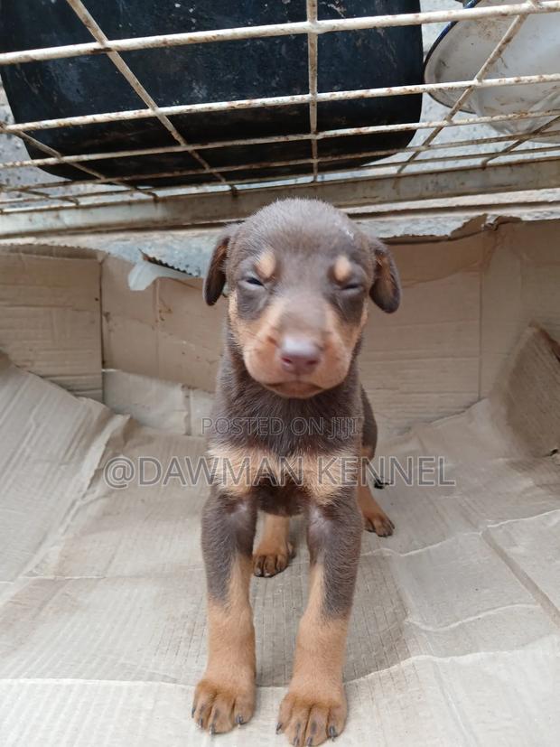 1-3 months Female Purebred Doberman Pinscher - main view