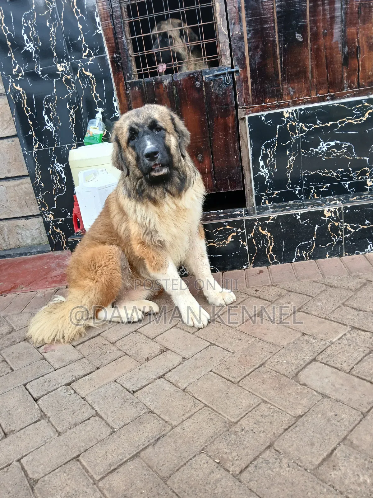 6-12 months Male Purebred Caucasian Shepherd