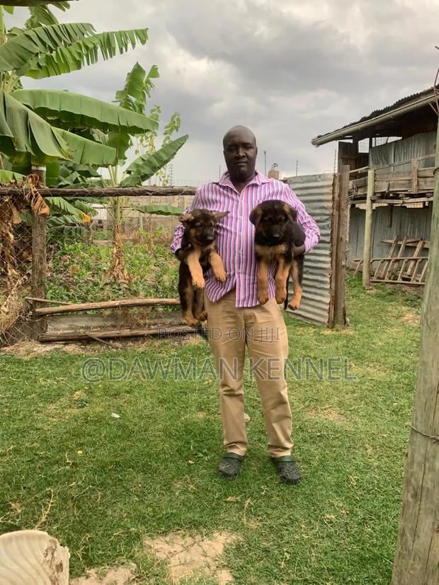 1-3 months Male Purebred German Shepherd - main view