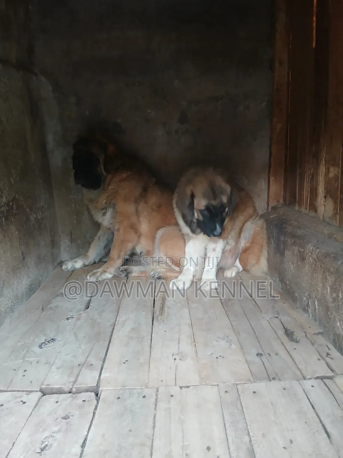 6-12 months Male Purebred Caucasian Shepherd