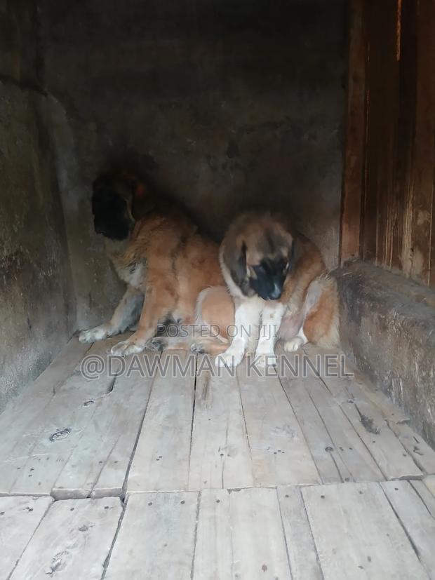 6-12 months Male Purebred Caucasian Shepherd - main view