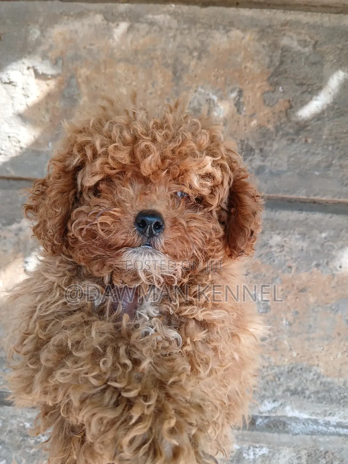 1-3 months Male Purebred Poodle