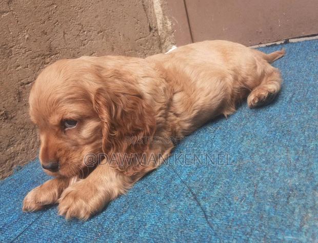 1-3 months Female Purebred Cocker Spaniel - main view