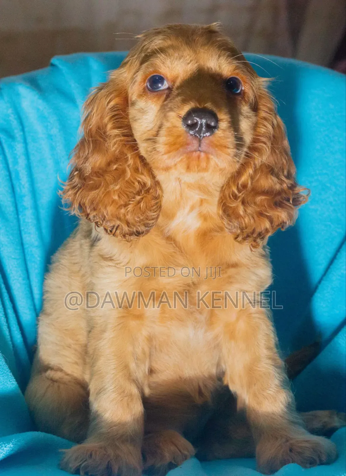 1-3 months Female Purebred Cocker Spaniel