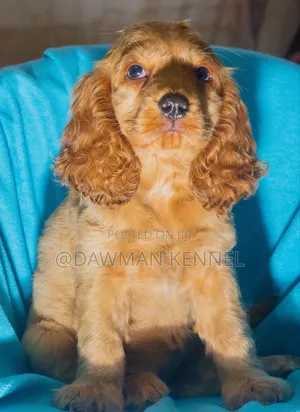 1-3 months Female Purebred Cocker Spaniel