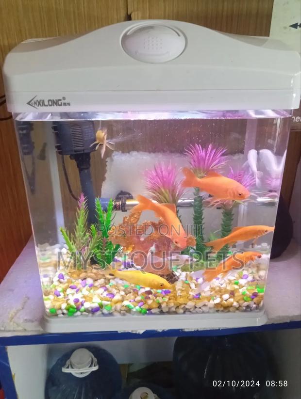 Fish Aquarium - main view