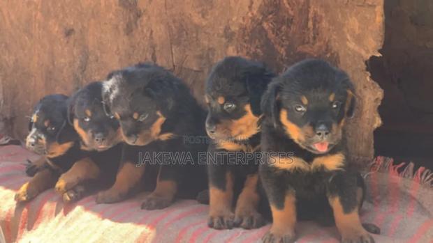 1-3 months Female Purebred Rottweiler