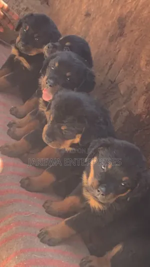 1-3 months Male Purebred Rottweiler