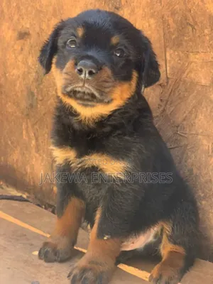 1-3 months Male Purebred Rottweiler