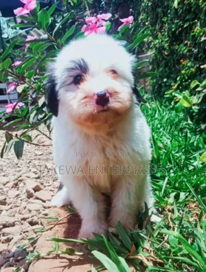 1-3 months Male Purebred Havanese