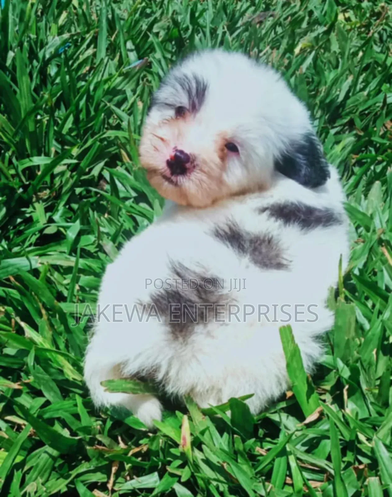 1-3 months Female Purebred Havanese