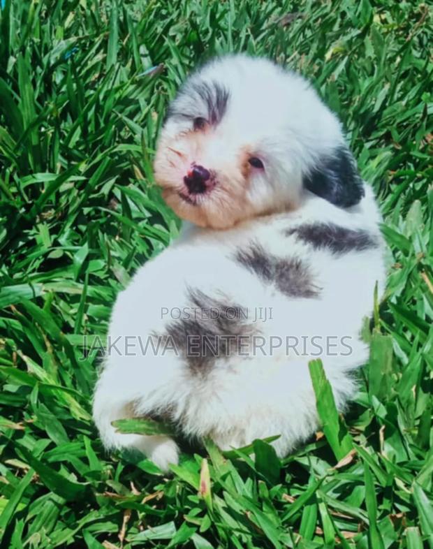 1-3 months Female Purebred Havanese