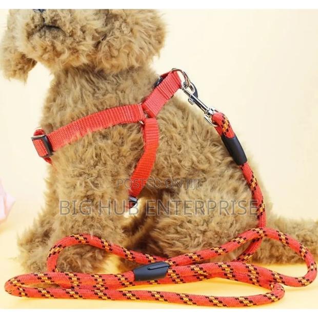 *Dog Leash / Harness With Collar* Complete Set - main view