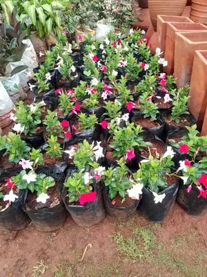 Flowers and Pet Beds