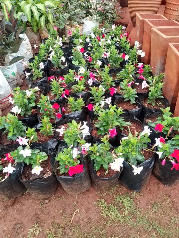 Flowers and Pet Beds - thumbnail 4