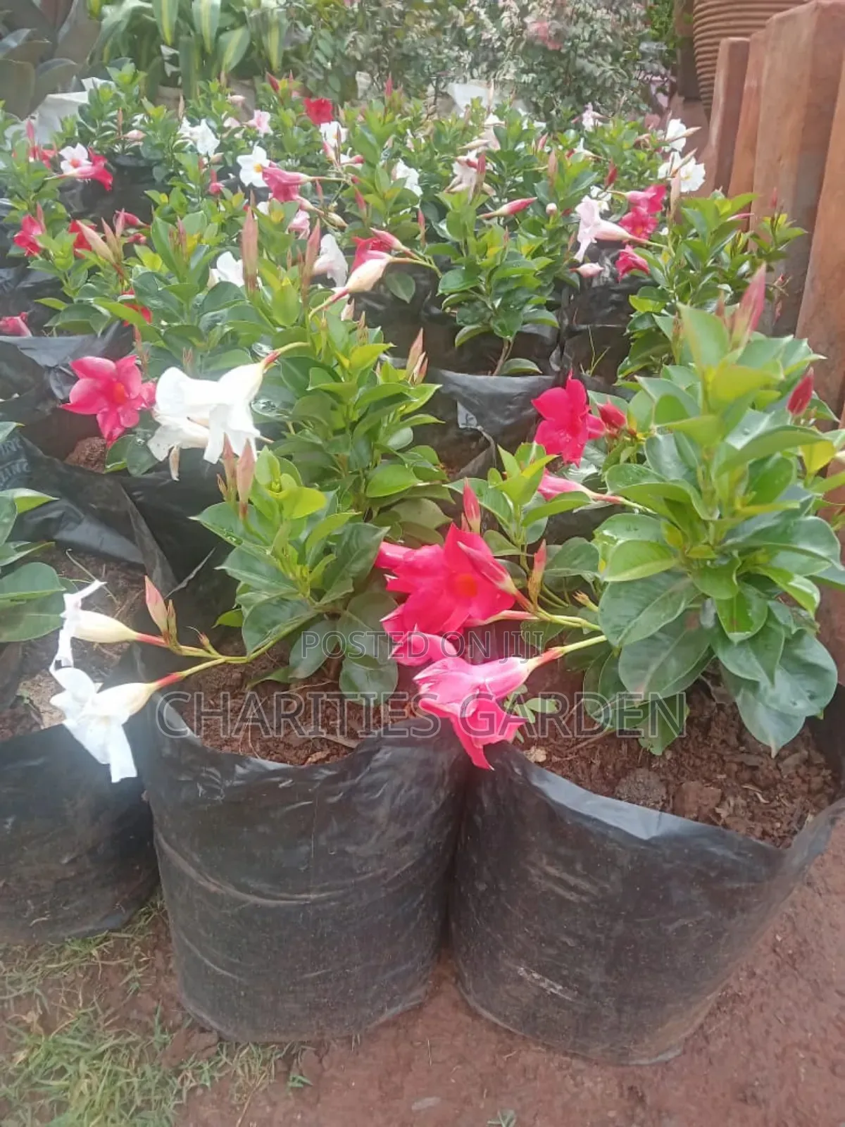 Flowers and Pet Beds