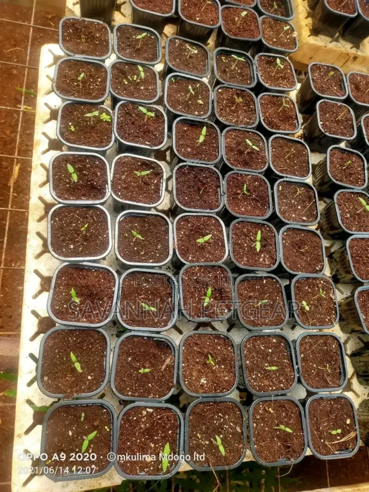 Propagation Planters Pots -150ml