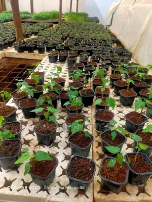 Propagation Planters Pots -150ml