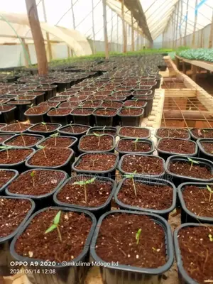 Propagation Planters Pots -150ml