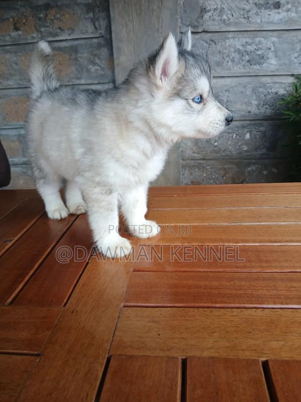 1-3 months Male Purebred Siberian Husky