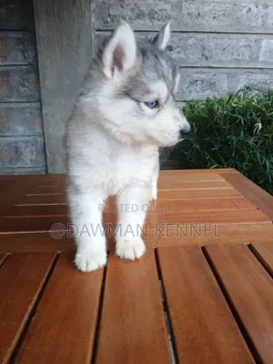 1-3 months Male Purebred Siberian Husky