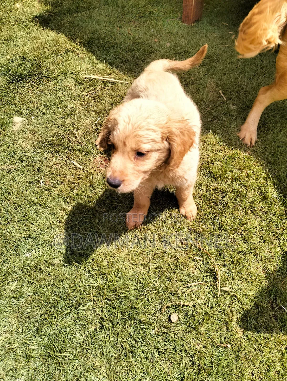 1-3 months Male Purebred Golden Retriever