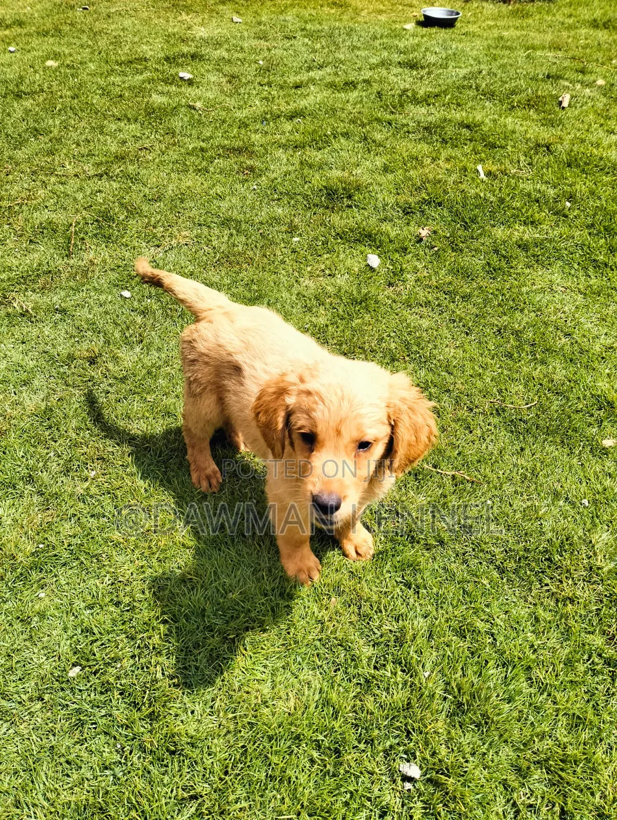 1-3 months Female Purebred Golden Retriever