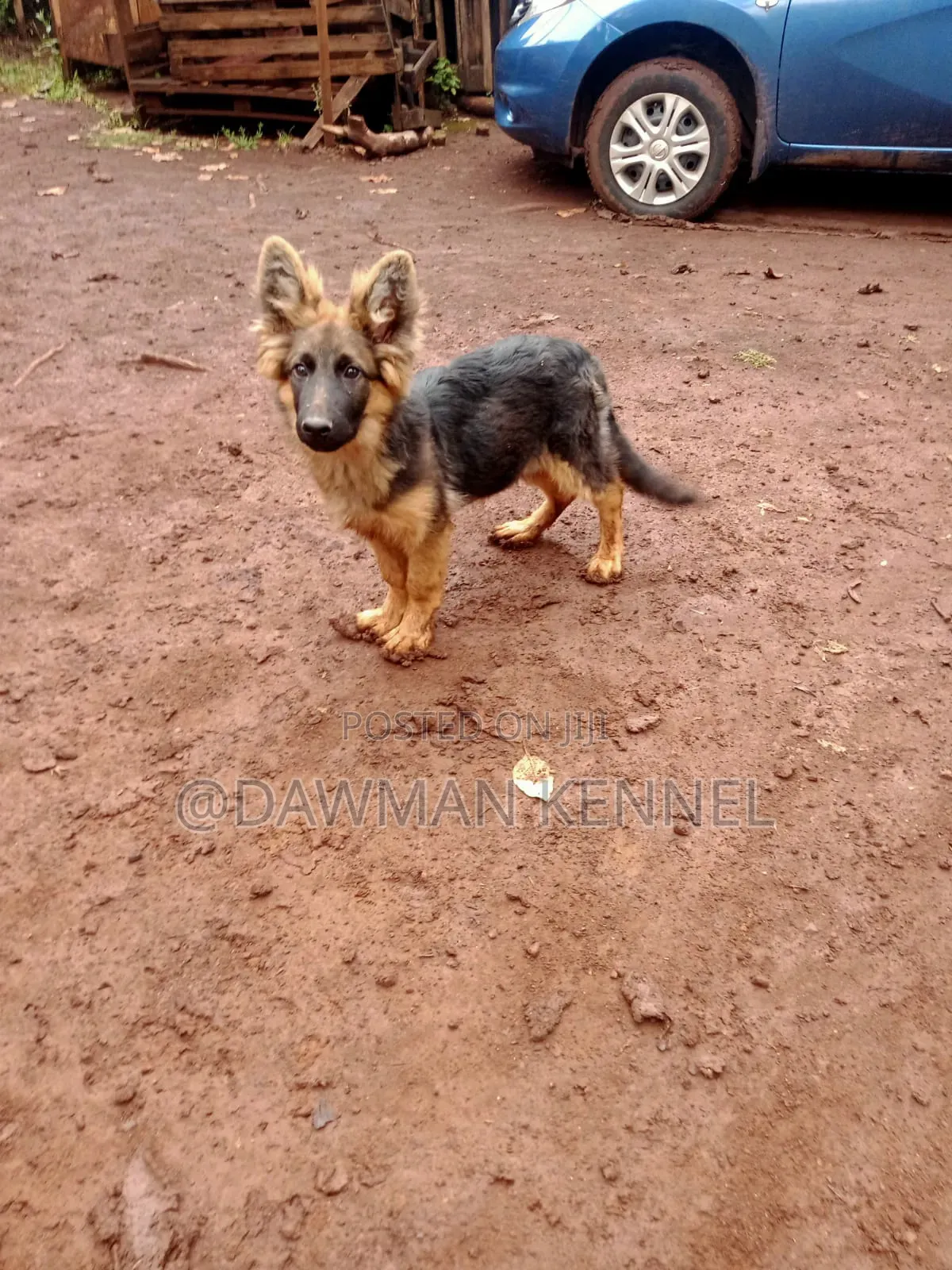 1-3 months Male Purebred German Shepherd