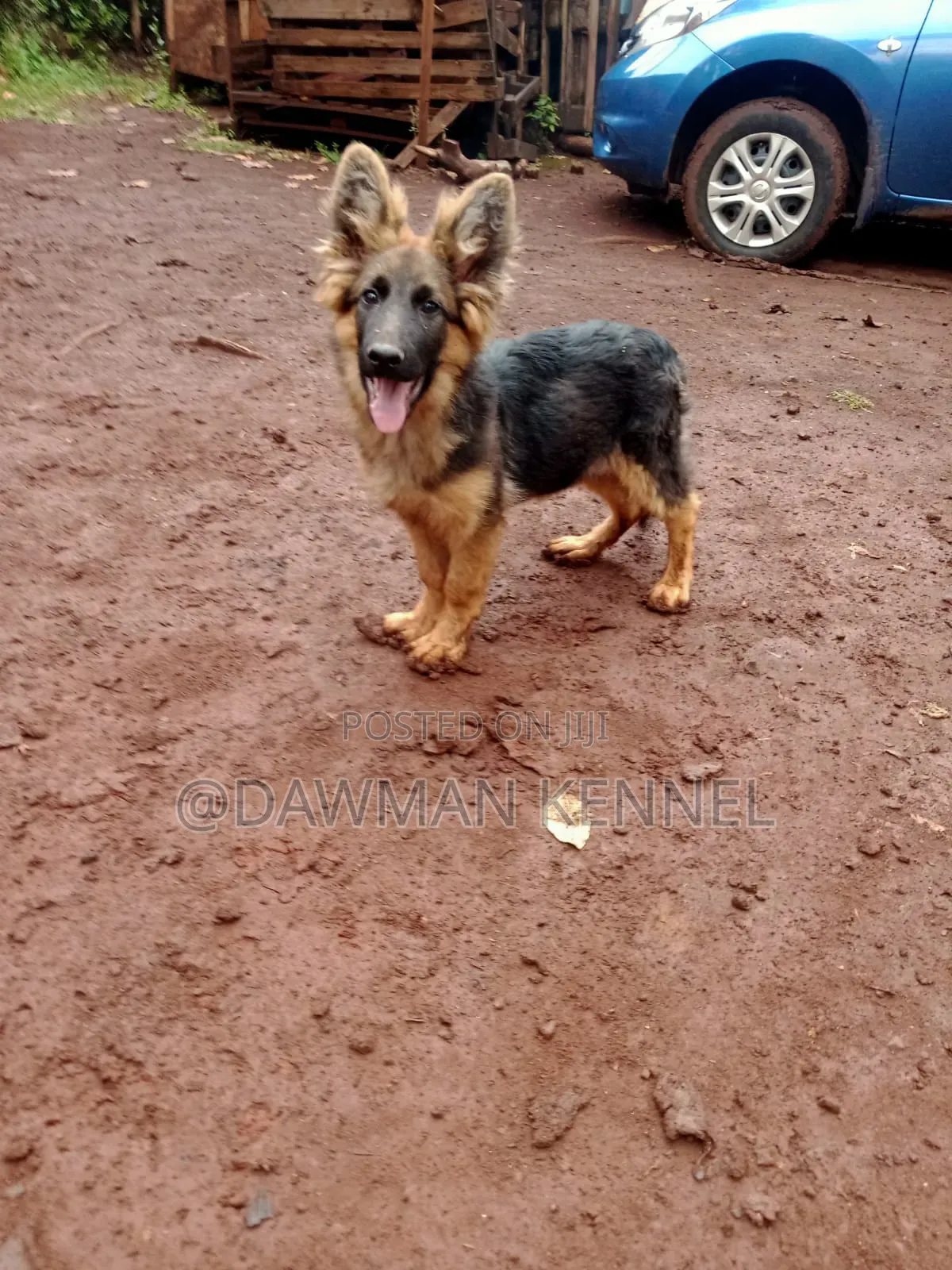1-3 months Male Purebred German Shepherd