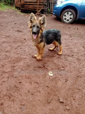 1-3 months Male Purebred German Shepherd