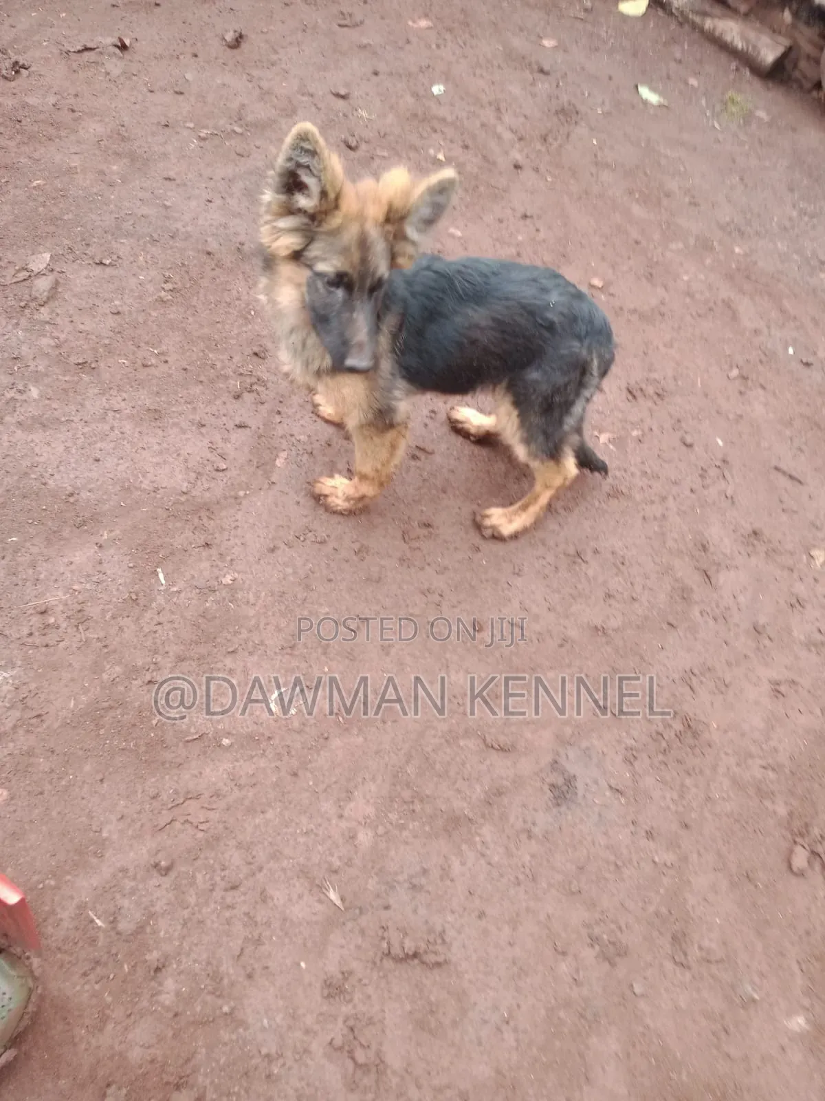 1-3 months Male Purebred German Shepherd