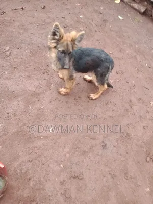 1-3 months Male Purebred German Shepherd