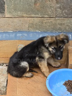 1-3 months Male Purebred German Shepherd