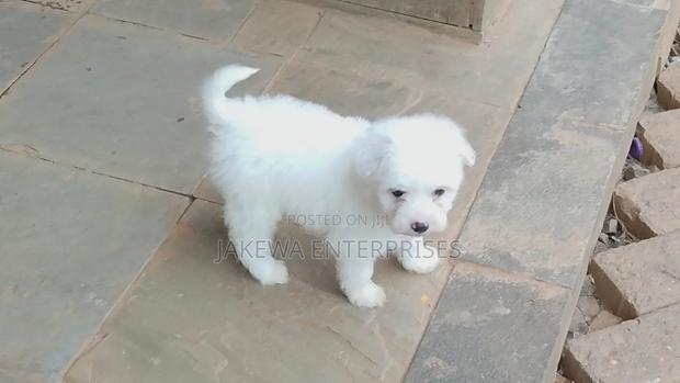 1-3 months Male Purebred Havanese