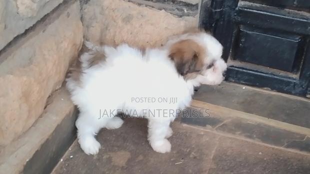 1-3 months Female Purebred Havanese - main view