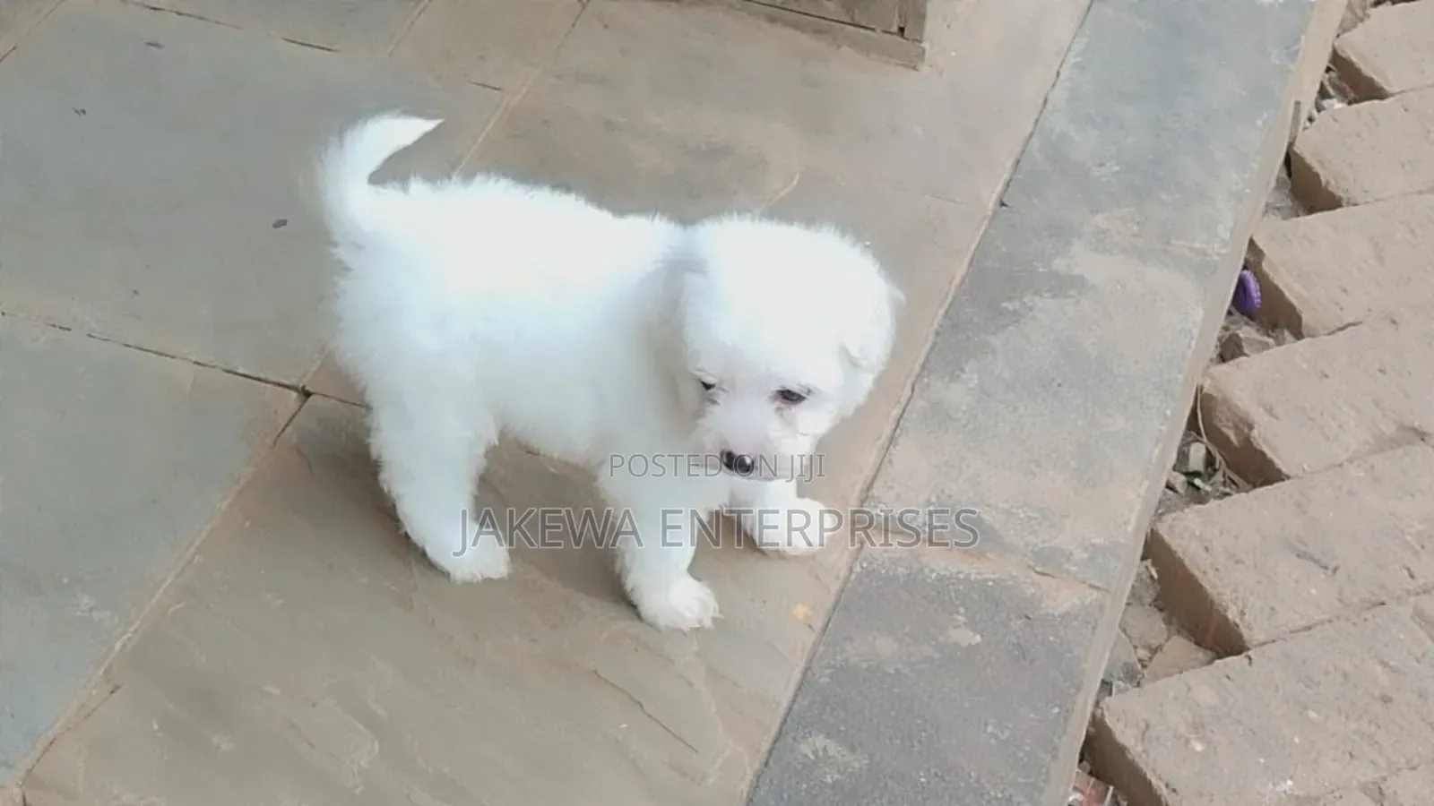 1-3 months Male Purebred Havanese