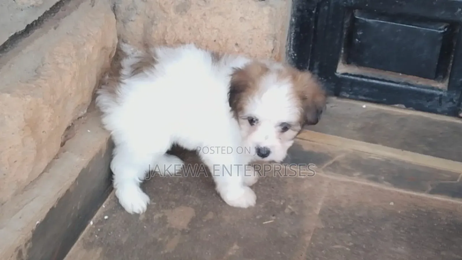 1-3 months Female Purebred Havanese