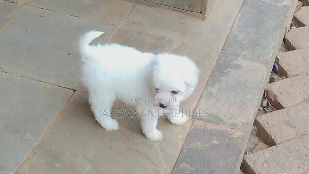 1-3 months Male Purebred Havanese - main view