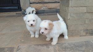 1-3 months Female Purebred Havanese - thumbnail 2