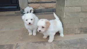 1-3 months Female Purebred Havanese