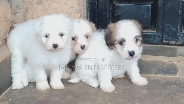 1-3 months Male Purebred Havanese - main view