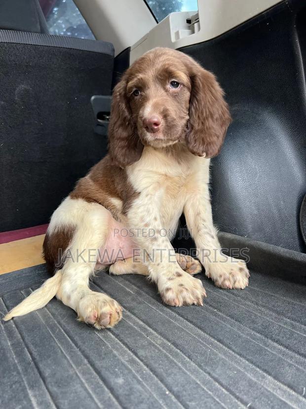 1-3 months Male Purebred English Springer Spaniel - main view