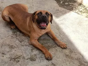 6-12 months Female Purebred Boerboel