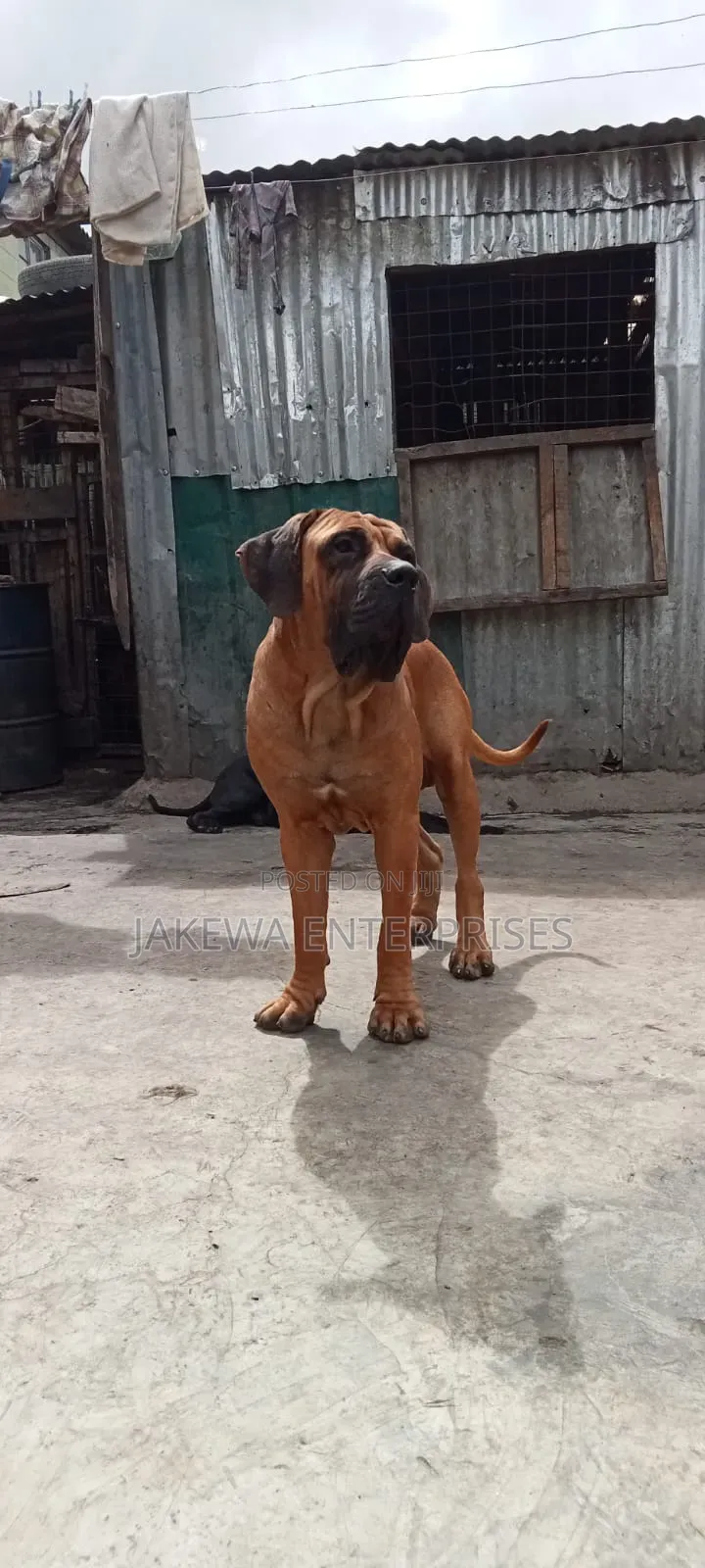 1+ year Male Purebred Boerboel