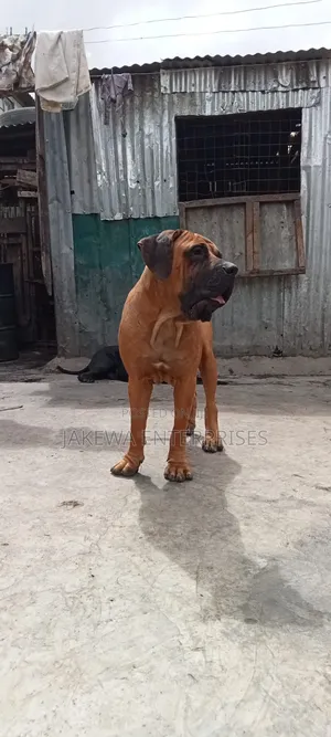 1+ year Male Purebred Boerboel
