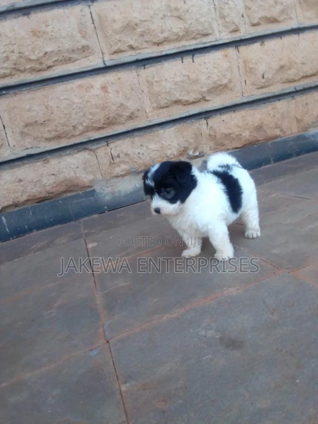 1-3 months Male Purebred Havanese - main view