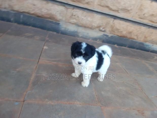 1-3 months Female Purebred Havanese